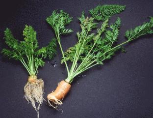Transgenic and Normal Carrots