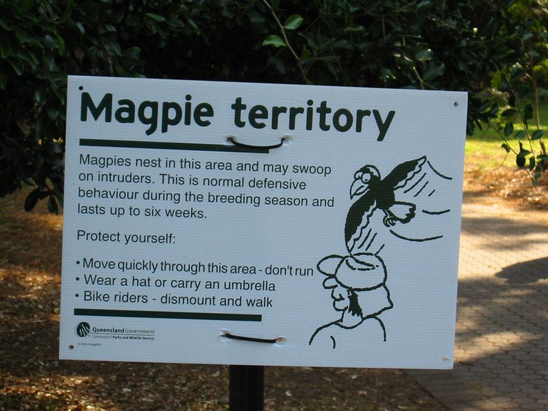 Magpie_warning