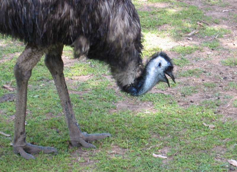 emu2