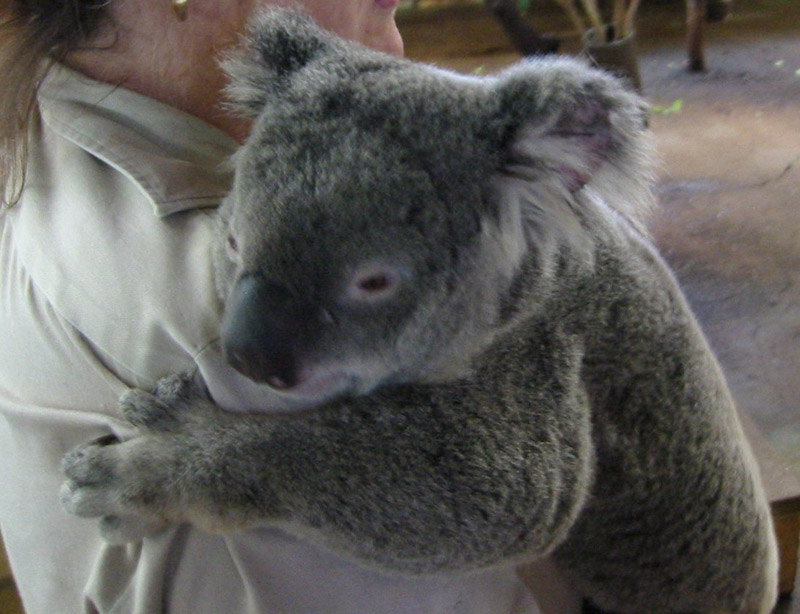 koala5