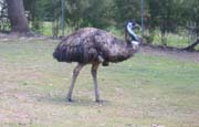 emu1