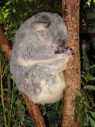 koala2