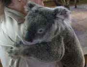 koala5