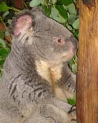 koala_male