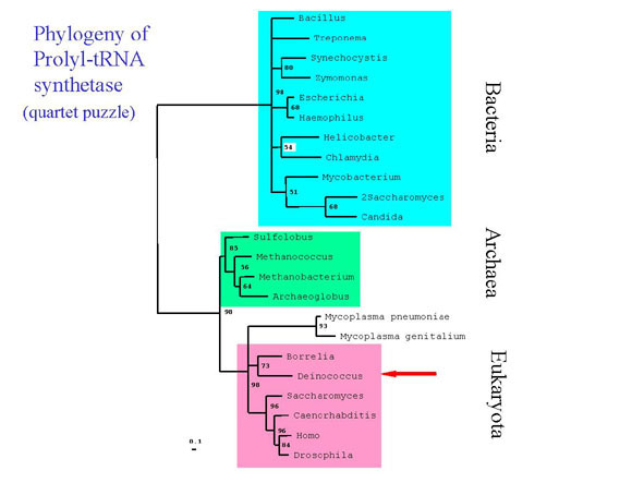 Phylogenetic Tree of Prolyl-tRNA synthetase