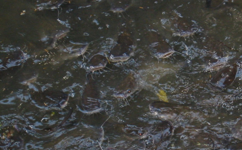 catfish_feeding