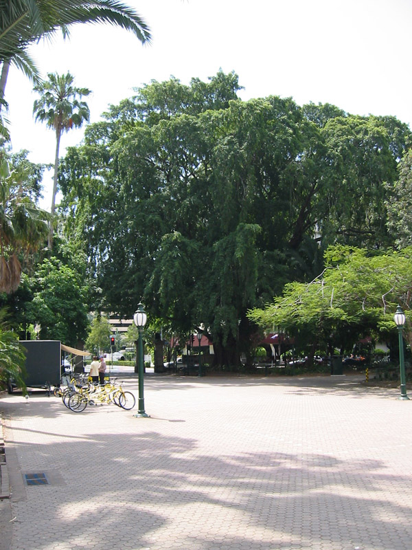 Ficus_benjamini