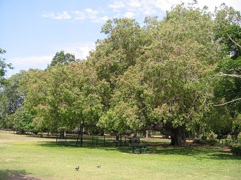 Ficus_religosa