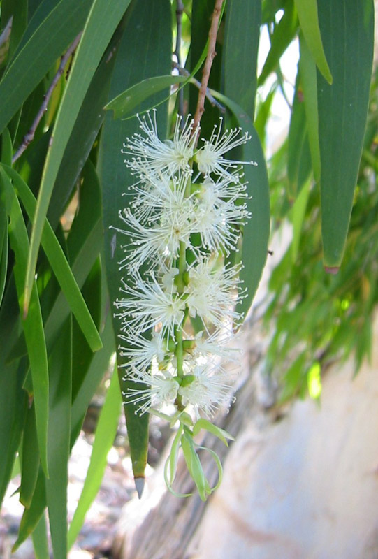 Flower_Eukalyptus
