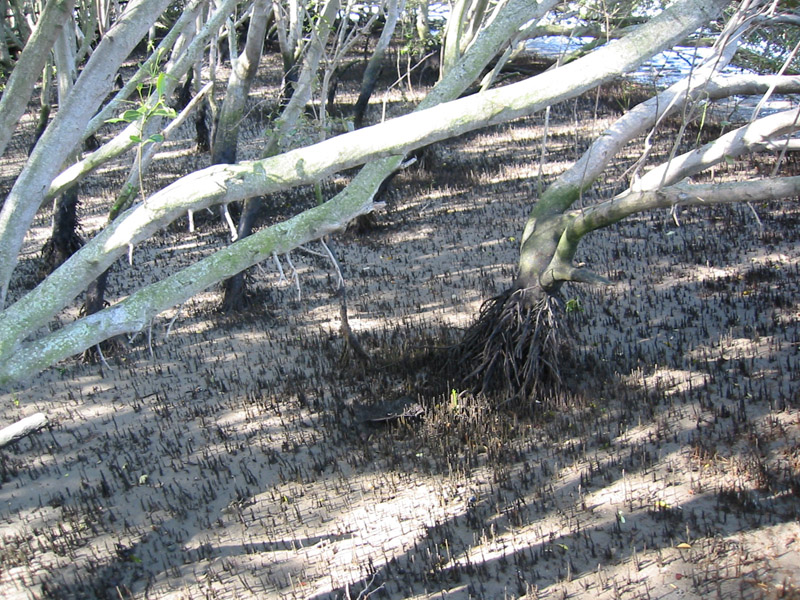 Mangrove
