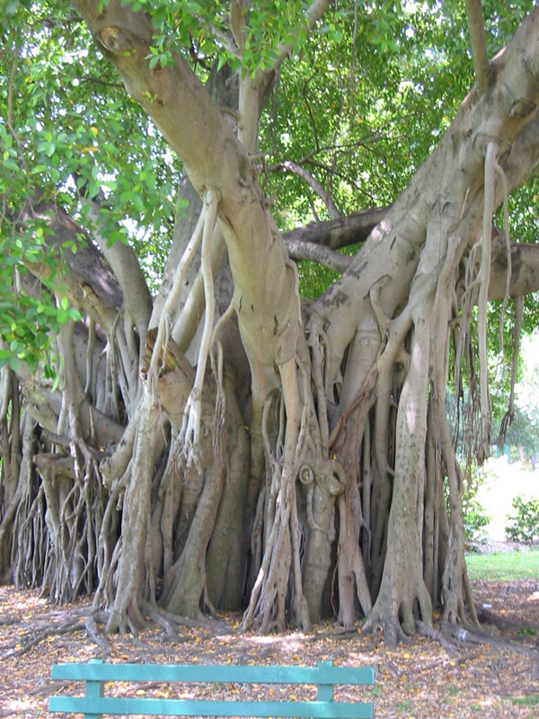banyam2
