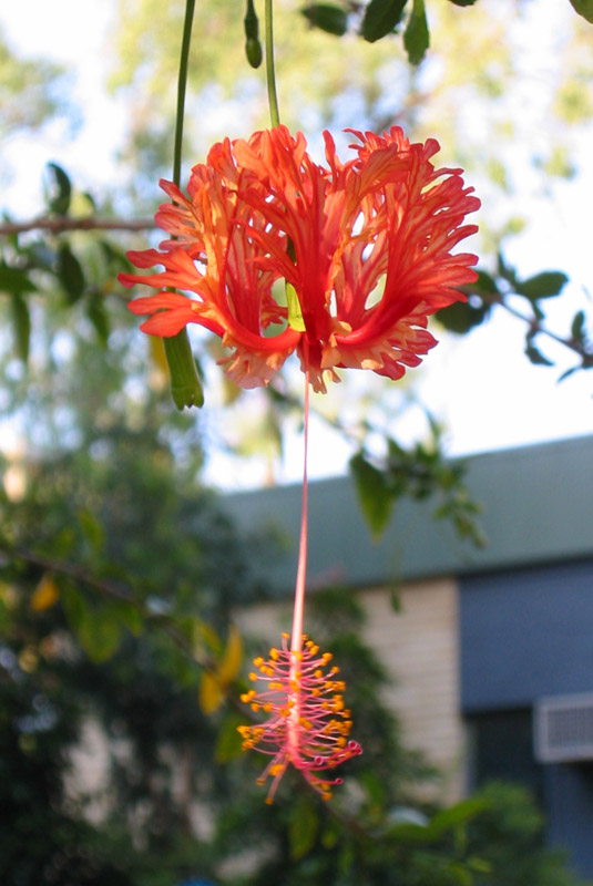 flower_campus