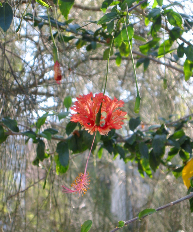 flower_campus_in_wind