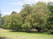 Ficus_religosa