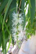 Flower_Eukalyptus