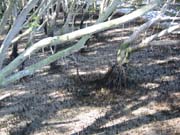 Mangrove