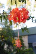 flower_campus