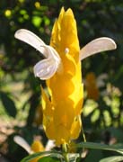 flower_campus2